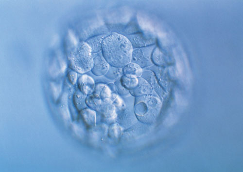 基因突变与生物体形态畸形研究